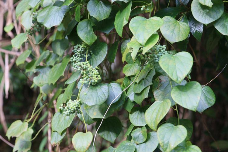 庆元植物1426防己科风龙属风龙青风藤汉防己防己