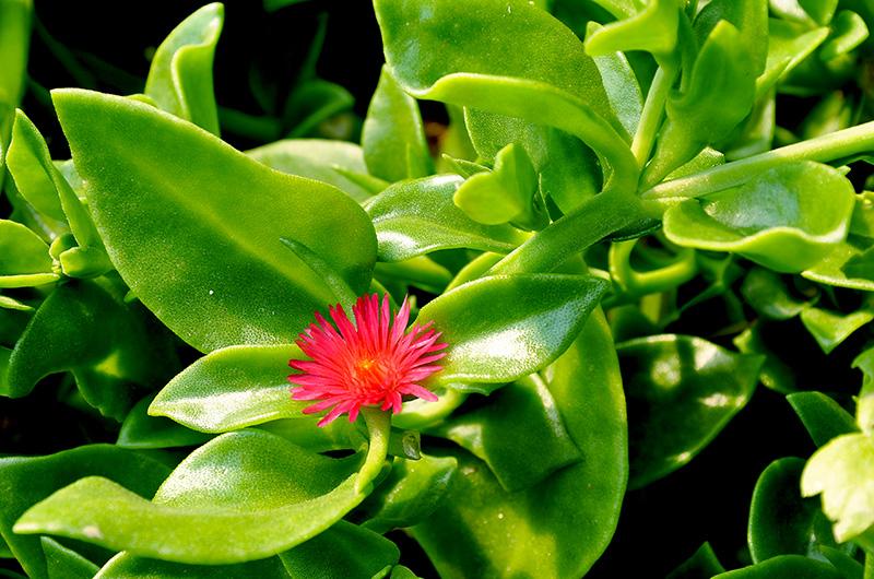 穿心莲 《中国药典》