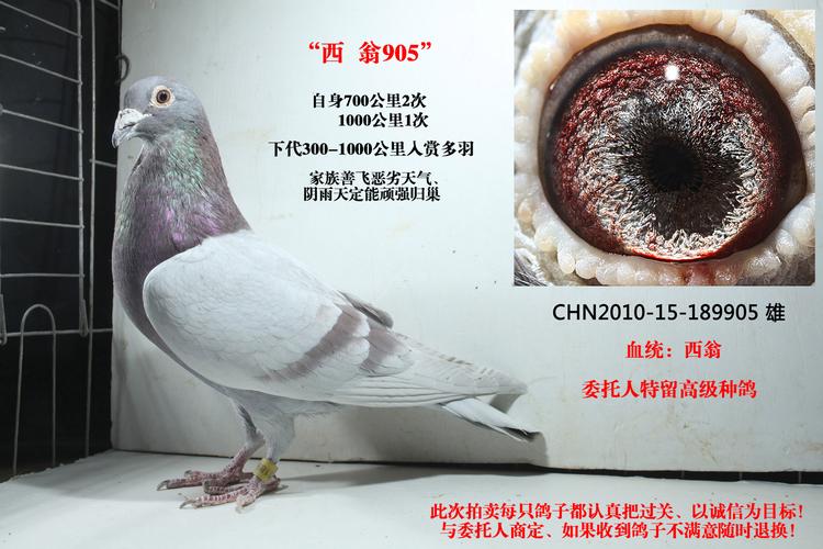 >> 查看拍卖商品
