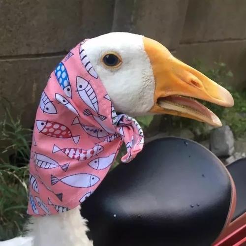 沙雕情头那些沙雕的情侣头像