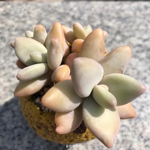 家有鲜肉                  香蕉美人