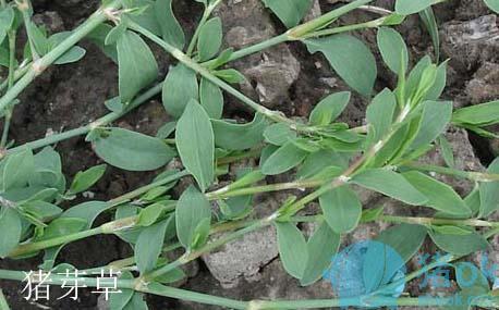 用这些中草药给猪催肥方法简单效果明显