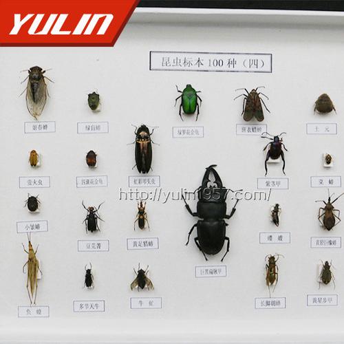 生物教学用昆虫标本