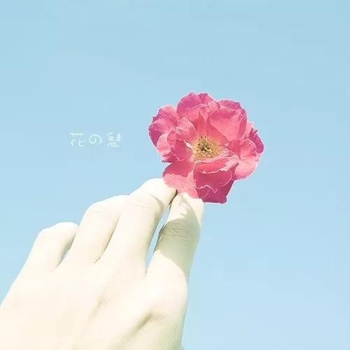 『一花一叶一世界』唯美意境小清新植物头像