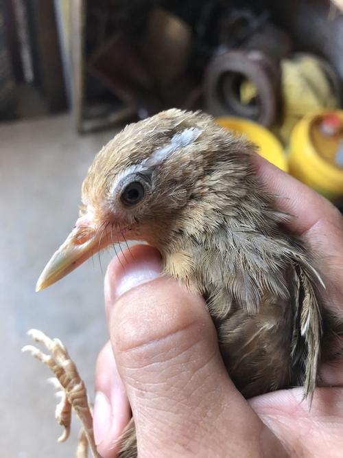 帮忙看看这个画眉幼鸟是公还是母的,谢谢