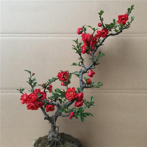 日本海棠 盆栽 四季带花