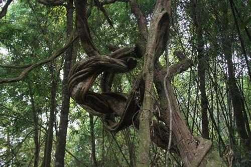 揭开季节性干旱维持木质藤本丰富度之谜