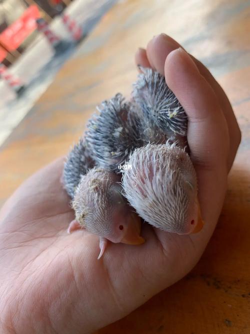 牡丹鹦鹉初长成_鹦鹉_牡丹_桂林站攻略_牡丹鹦鹉_宠物