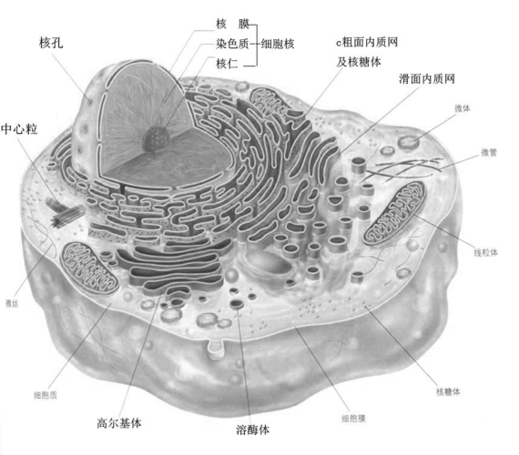 粗面内质网(rough er, r er 类型及其特有功能呈扁囊状,膜上附着有