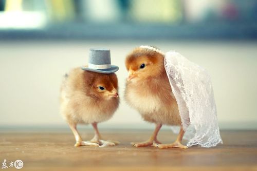 带帽子的萌萌哒小鸡,简直被萌到了,太可爱了