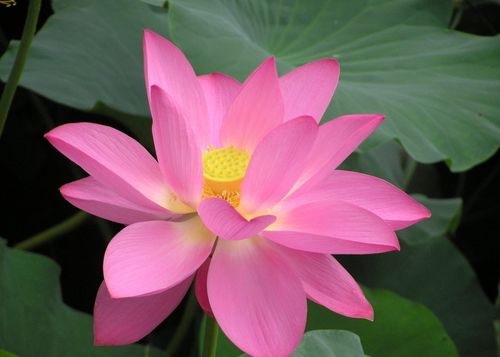 荷花图片 好看的荷花图片 荷花植物花卉图片