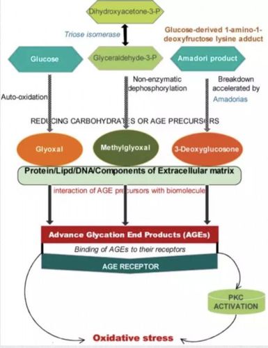 图2. ages的形成和高血糖诱导的氧化应激