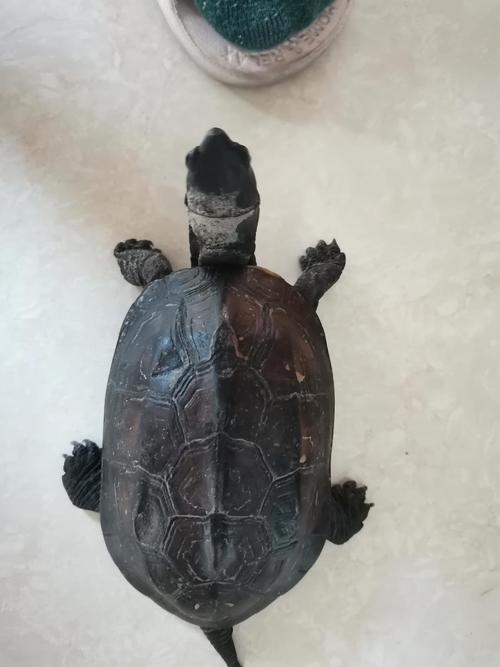 乌龟脖子上有一圈白色的?