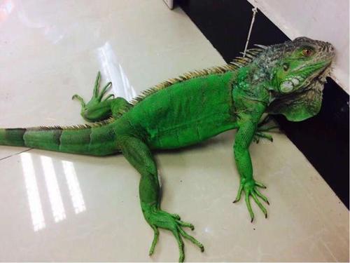 从网友报料的图片来看:一"小家伙"(绿鬃蜥)在一小区楼梯间里,爬来