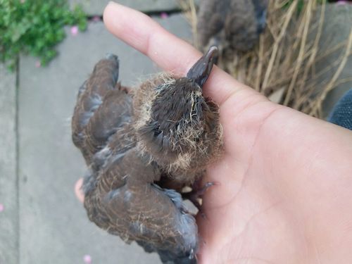 急!急!斑鸠幼鸟快不行了,怎么办啊?