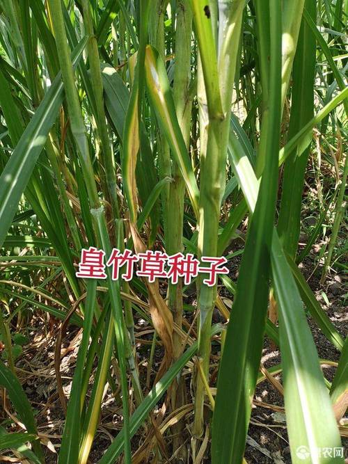 皇竹草种子 新鲜皇竹草菌草桂牧一号100节牛羊牲畜多年四季牧草种子