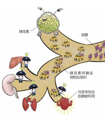 认识糖尿病的本质——胰岛素分泌不足