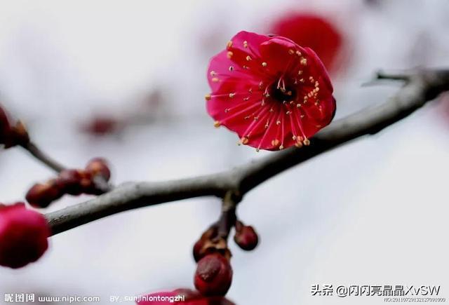 紫色梅花唯美图片