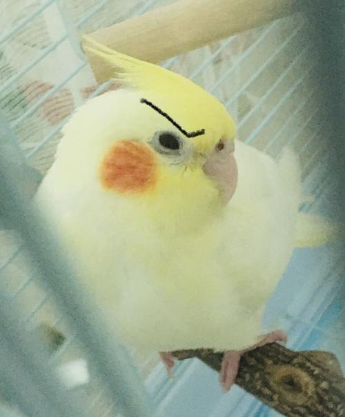 自养玄凤鹦鹉崽的各种图…六一快乐,更新沙雕表情