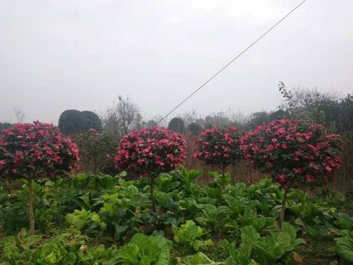 园林绿化工程有限公司是一家专业批发绿化苗木和花木的苗圃种植基地
