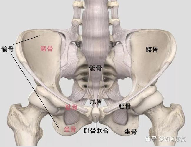 髋骨由髂骨,坐骨及耻骨融合而成
