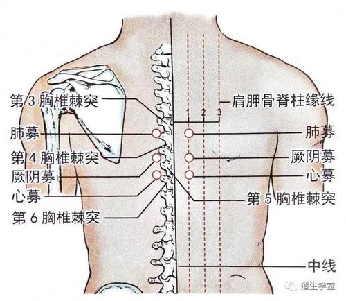 厥阴募 【定位】位于背部,第4,5胸椎棘突之间点,左右旁开各1寸.