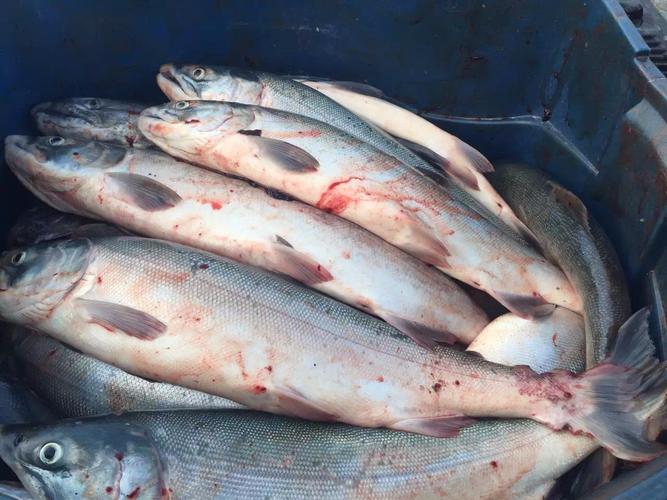 tips: bird creek处于西华德高速路mile 102的位置,属于鲑鱼