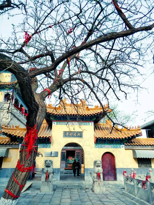 刚发芽的枯树,一座老寺庙见证了中国的历史,啊春天来了