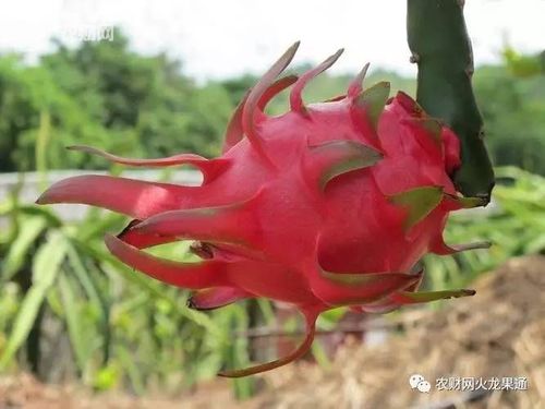两广火龙果审定品种大公开!这些品种最有"钱"景!