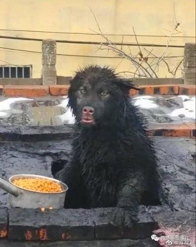 哈哈哈从烟囱进去一只阿拉斯加,出来一只野猪.