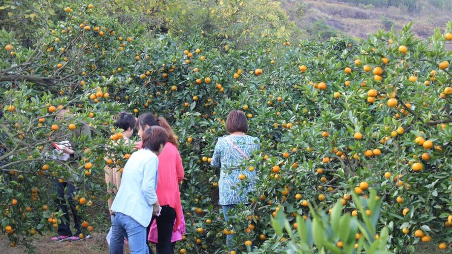 【新丝路户外】11月5日(周日)进城固桔园采摘,品柑橘酸甜 休闲一日游