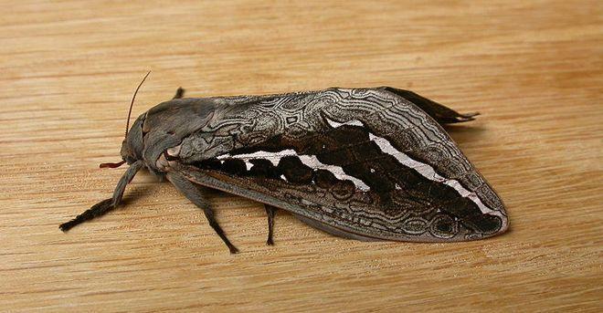 尼泊尔类蝠蛾,hepialiscus nepalensis (walker,1856),是蝙蝠蛾科,蝠