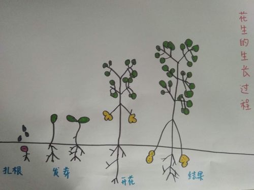 绘画花生的生长过程—大九班关明远
