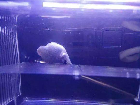 晒图| 皮球鱼妈妈被咬掉半个身子后,不仅生下四十