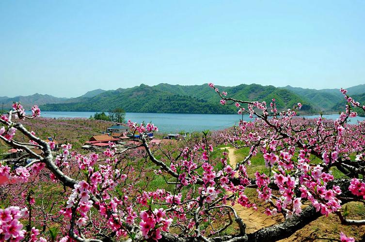 桃花岛位于辽宁省丹东宽甸县河口景区内,鸭绿江的下游,素有塞外江南