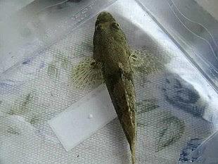 展开全部 刺虎鱼,具体参看百度一下好了.借用网络图片,就是这种鱼