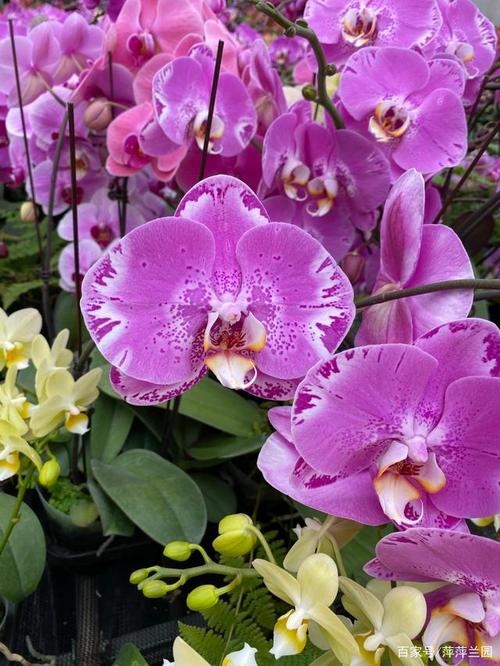 给大家介绍几款蝴蝶兰