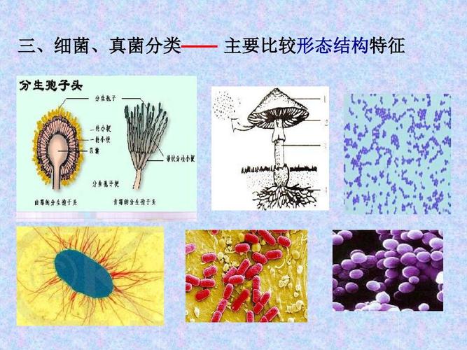 人教版八年级生物上册课件     节尝试对植物进行分类 三,细菌,真菌