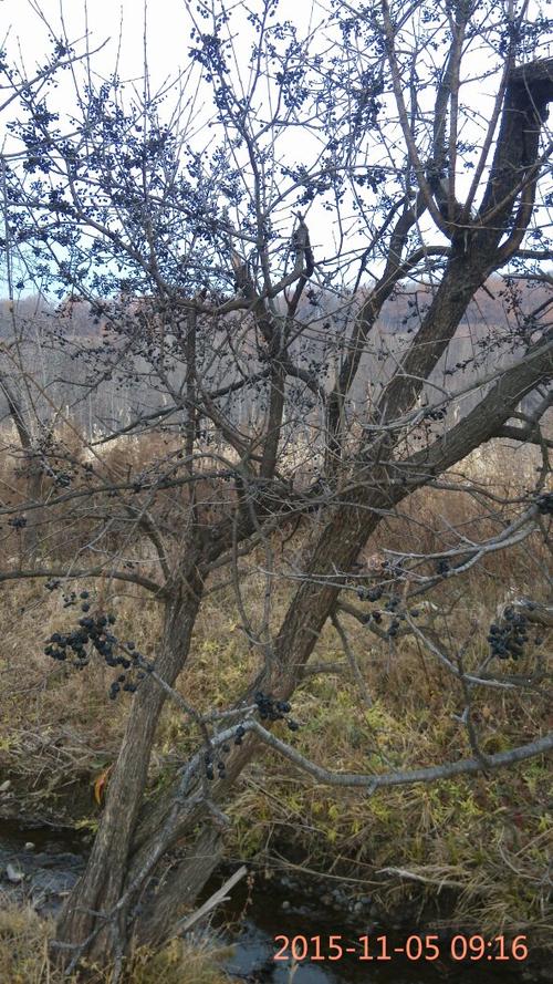 这是小叶鼠李(也就是麻梨疙瘩)吗?