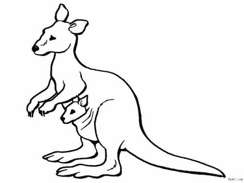 我们怎么画袋鼠的简