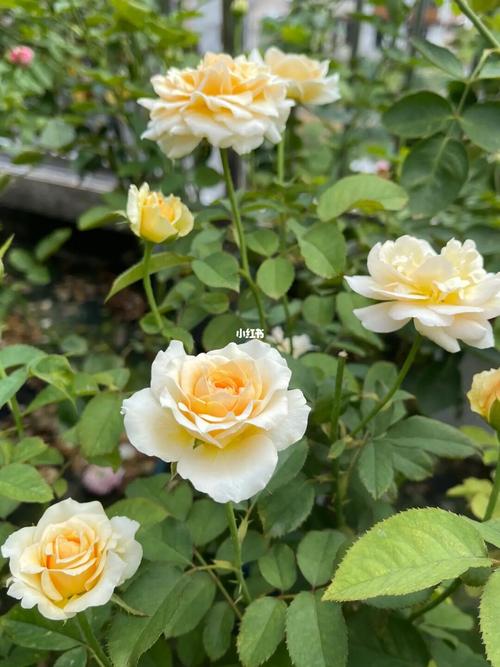 夏日尾期的花:奥斯汀艾菲_夏天去哪玩_秘密花园_月季