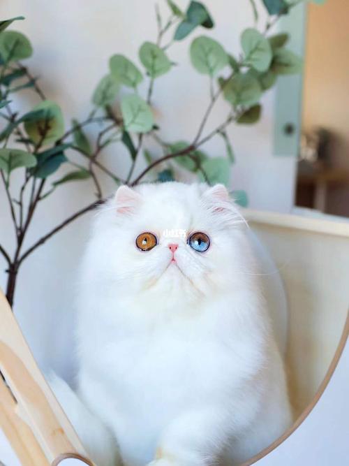 纯白波斯猫_波斯猫_琉璃_宠物_猫
