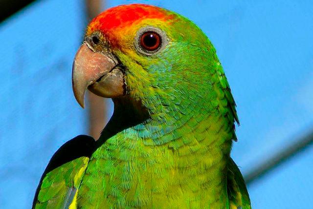 大型鹦鹉有哪些品种