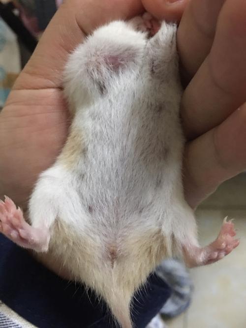 麻烦帮忙分辨下金丝熊公母