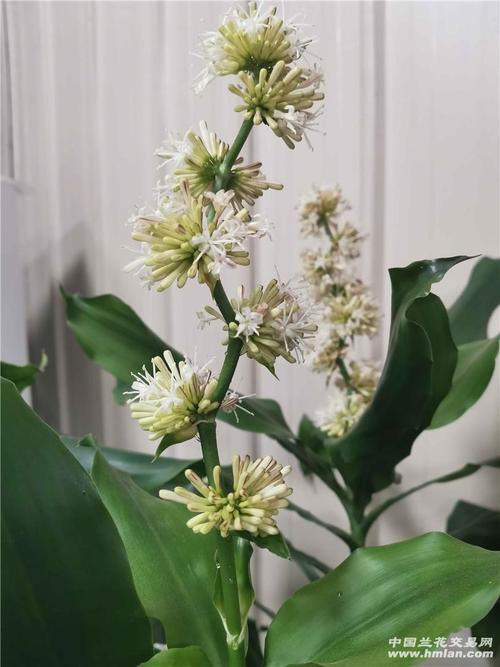 香龙血树开好花了