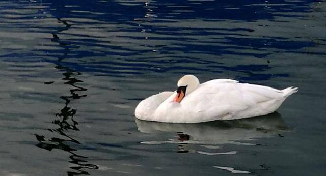 天鹅要睡了,姿式优美而舒坦.