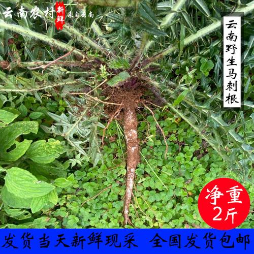 云南新鲜马刺根野生大蓟根马刺草恶鸡婆现挖现发食用野菜新鲜蔬菜