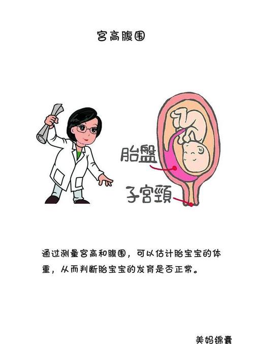 准爸爸如何给准妈妈测量宫高与腹围