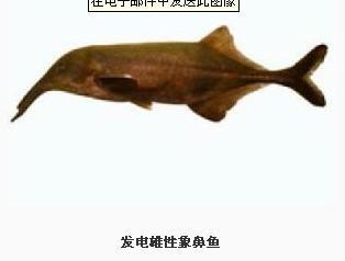 编辑本段 电鱼是指能; 发电鱼;; 电鳐鱼