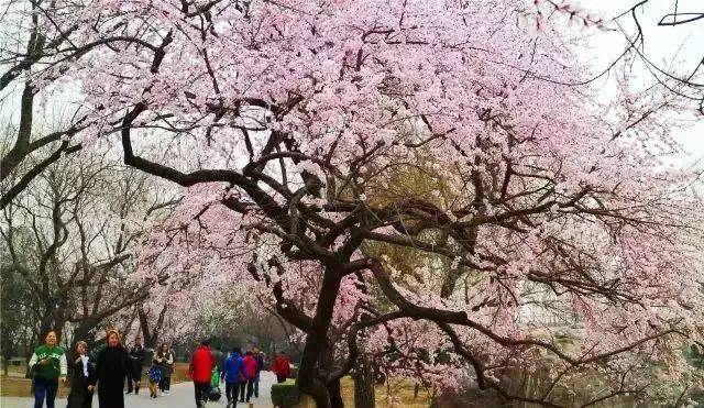 北京植物园桃花节3月23日开幕!来看攻略